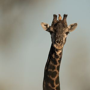 Giraffe South Africa