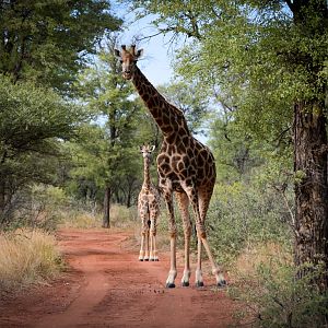 Giraffe South Africa