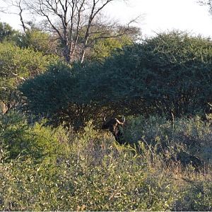 Cape Buffalo South Africa