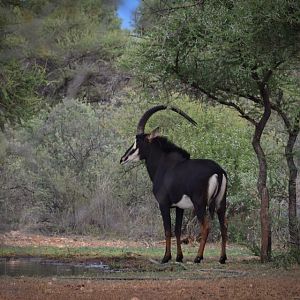 Sable Antelope South Africa