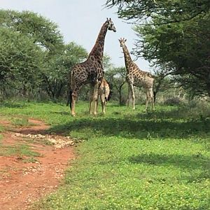 Giraffe South Africa