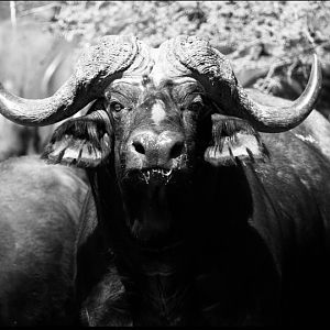 Cape Buffalo South Africa