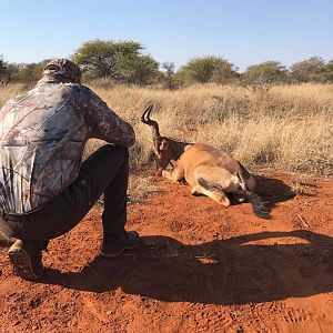 Hunting Red Hartebeest in South Africa