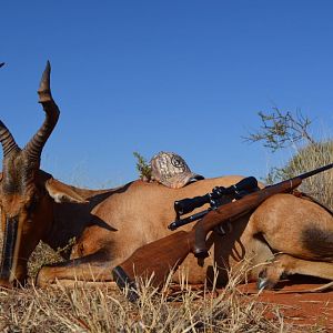 Red Hartebeest Hunt South Africa