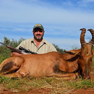 South Africa Hunt Red Hartebeest