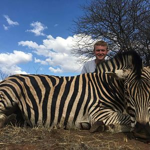 South Africa Hunting Burchell's Plain Zebra