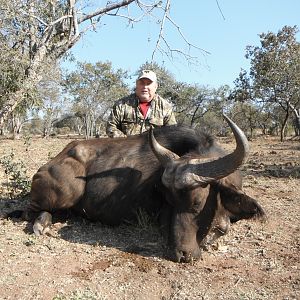 South Africa Hunt Cape Buffalo Cow