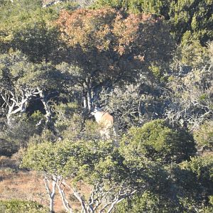 Eland Hunt in South Africa