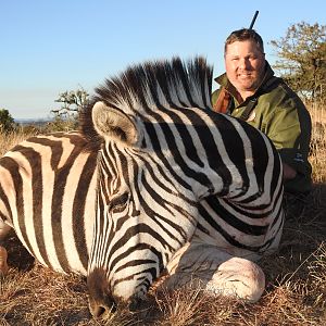 Burchell's Plain Zebra Hunt South Africa