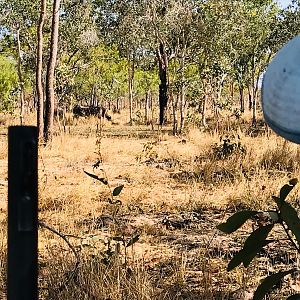 Stalking Asiatic Water Buffalo With My Son