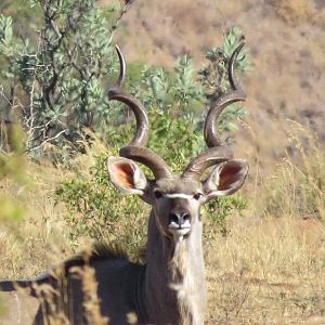 Kudu in South Africa