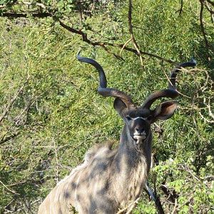 Kudu in South Africa