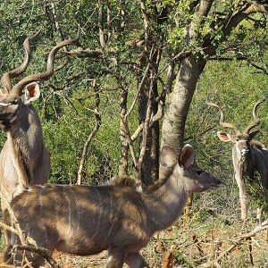 Kudu in South Africa