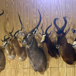 Trophies Drying