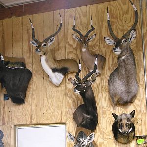 Trophies Drying