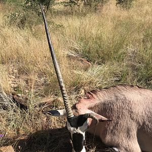 Namibia Hunt Gemsbok