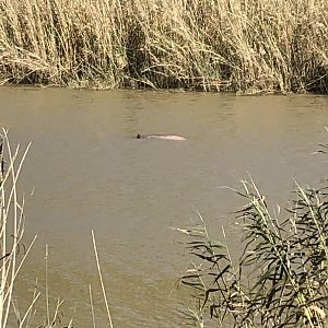 Hippo Hunt South Africa