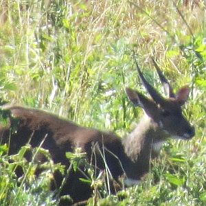 Bushbuck South Africa