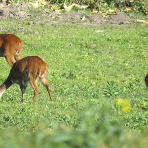 Bushbuck Ewe's & Youngsters South Africa