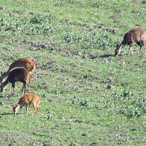 Bushbuck Ewe's & Youngsters South Africa