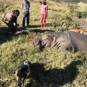 Hippo Hunting South Africa