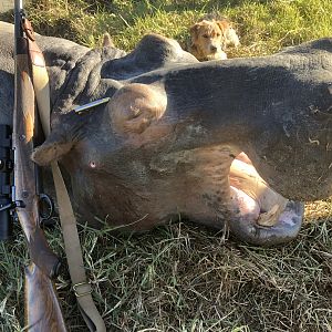 South Africa Hunt Hippo