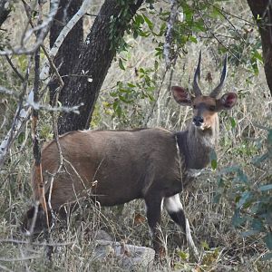 Bushbuck South Africa