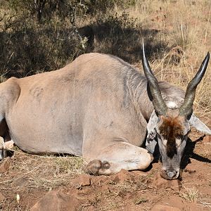 Hunt Eland in South Africa