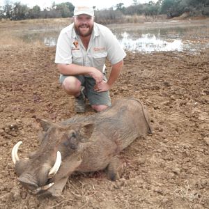 South Africa Hunting Warthog