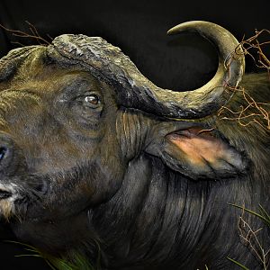 Cape Buffalo Shoulder Mount Pedestal Taxidermy