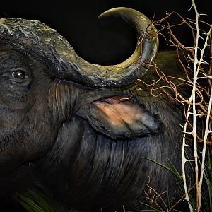 Cape Buffalo Shoulder Mount Pedestal Taxidermy