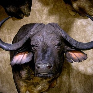 45" Cape Buffalo Shoulder Mount Taxidermy