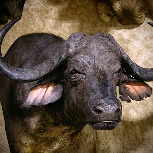 45" Cape Buffalo Shoulder Mount Taxidermy