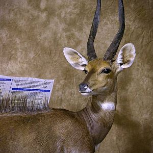 18 1/4" Bushbuck Full Mount Taxidermy