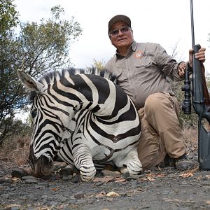 South Africa Hunting Burchell's Plain Zebra