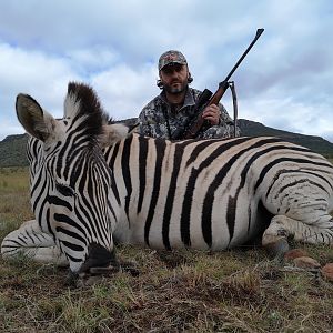 Burchell's Plain Zebra Hunt South Africa