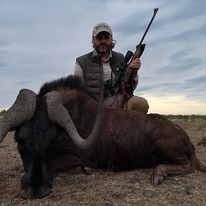 Hunting Black Wildebeest in South Africa