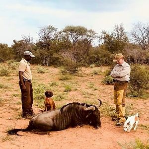 Blue Wildebeest Hunting in South Africa