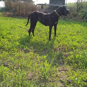 Hunting Dogs India