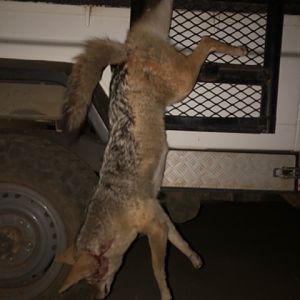 Hunt Jackal in South Africa