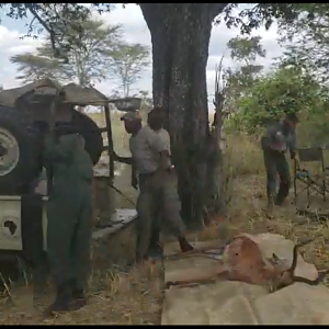 Time laps video of the skinning of a Impala