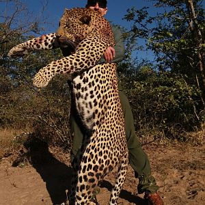 Hunting Leopard in Zimbabwe