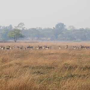 Kafue Lechwe in Zamibia