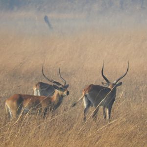 Kafue Lechwe in Zamibia