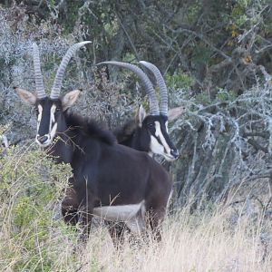 Young sable bulls