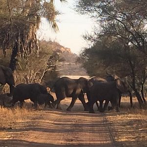 Elephants Zimbabwe