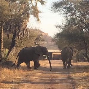 Elephants Zimbabwe