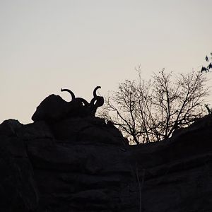 Kudu in the dawn