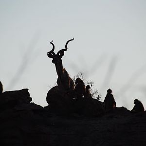 Kudu & Baboons in the dawn