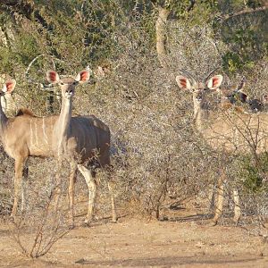 Group of Kudu Females Zimbabwe